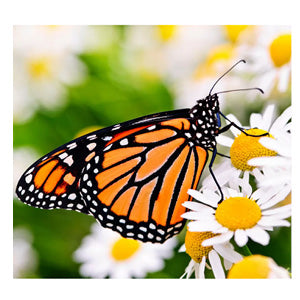 Monarch Butterfly Gemstone Cluster